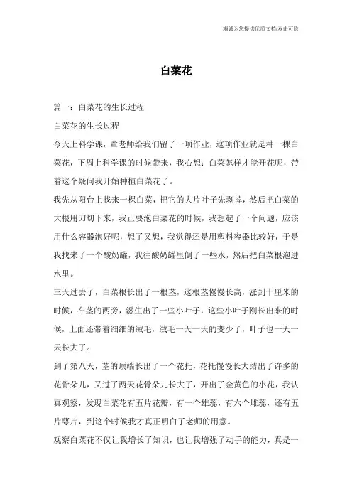 白菜花