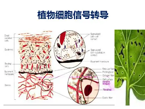 植物细胞信号转导PPT课件