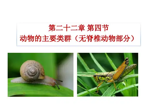 无脊椎动物
