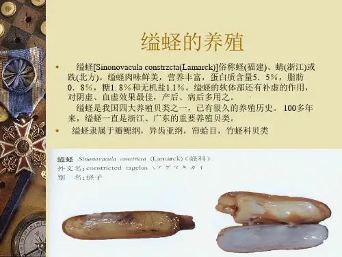 缢蛏养殖技术