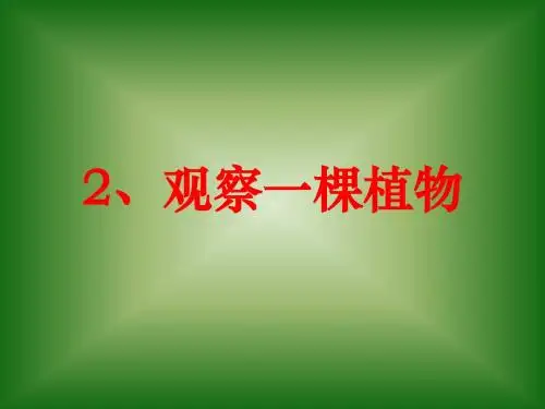 一年级上册科学课件-1.2 观察一棵植物 教科版(共22张PPT)