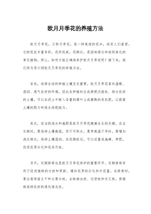 欧月月季花的养殖方法