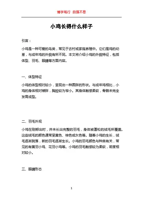 小鸡长得什么样子