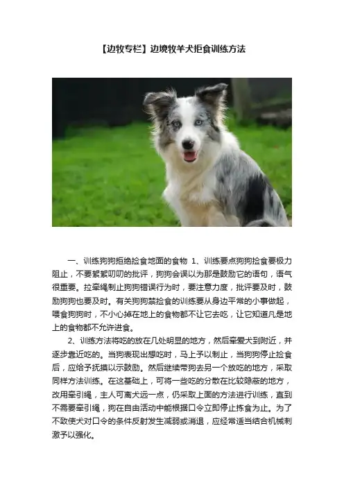 【边牧专栏】边境牧羊犬拒食训练方法