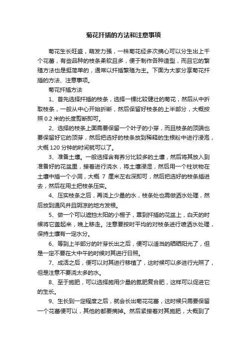 菊花扦插的方法和注意事项