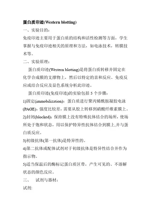 蛋白质印迹(Western blotting)