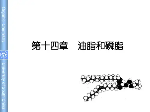 油脂和磷脂