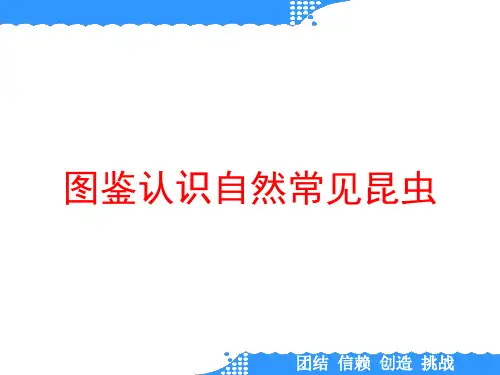 图鉴认识自然常见昆虫