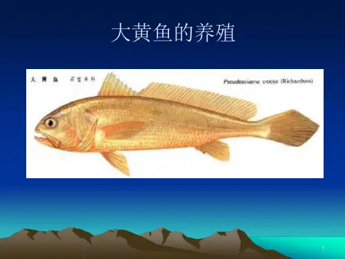 大黄鱼养殖的技术课件