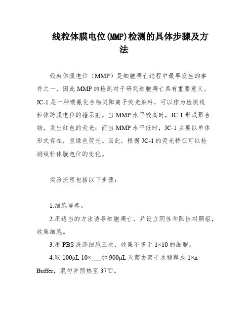 线粒体膜电位(MMP)检测的具体步骤及方法
