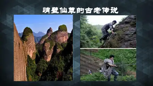 中华第一仙草 