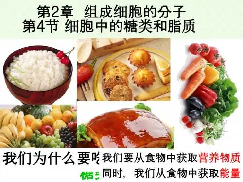 人教版高中生物必修一课件 3A2.4细胞中的糖类和脂质(共36张PPT)