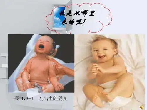 3.1婴儿的诞生 课件2(生物济南版八年级上册)