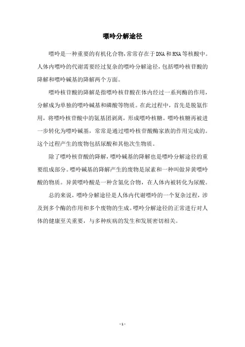 嘌呤分解途径