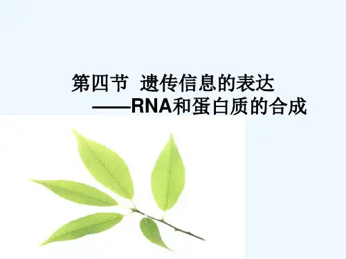 遗传信息的表达 ——RNA和蛋白质的合成
