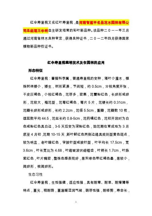 红伞寿星桃