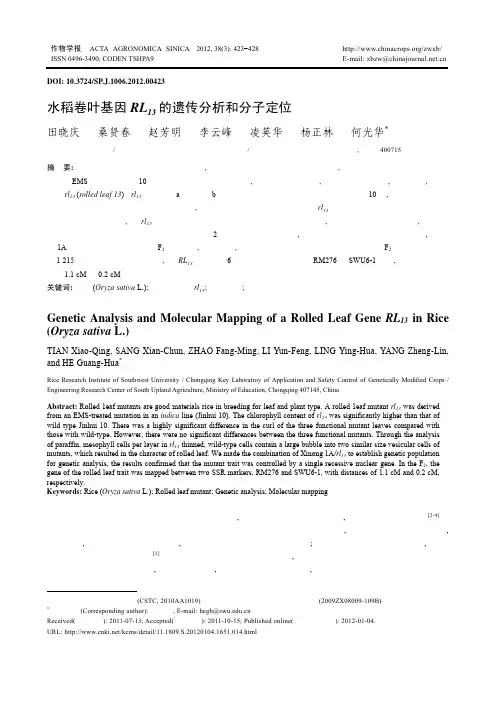 水稻卷叶基因RL13的遗传分析和分子定位
