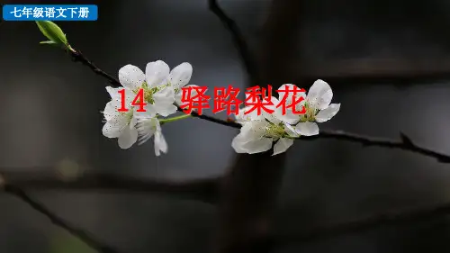 部编人教版七年级下册语文《14 驿路梨花》教学课件