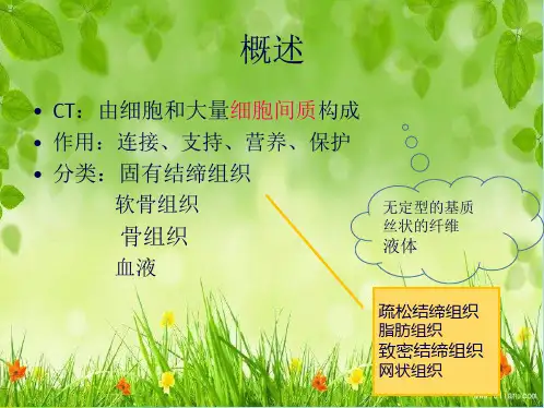 组织学和胚胎学 结缔组织ppt(共80张PPT)