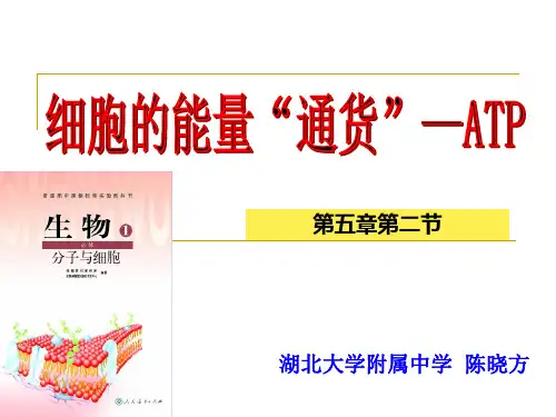 ATP-细胞的能量通货说课课件