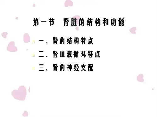 说课肾脏的结构功能.ppt