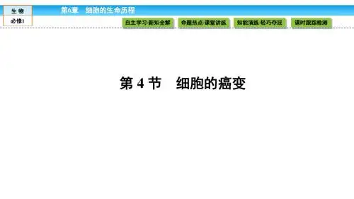 高中生物(人教版)必修1课件：第六章 细胞的生命历程 6.4