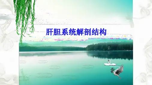 肝胆系统解剖ppt课件