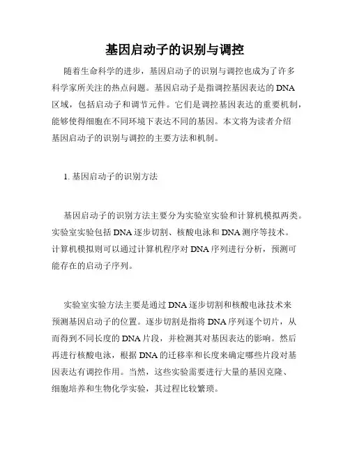 基因启动子的识别与调控