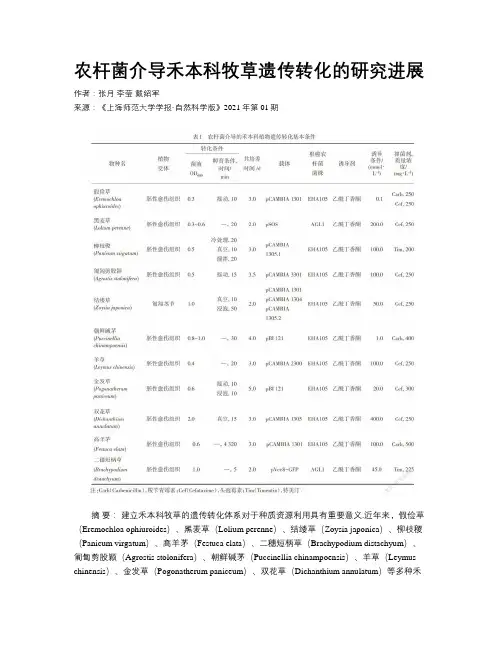 农杆菌介导禾本科牧草遗传转化的研究进展