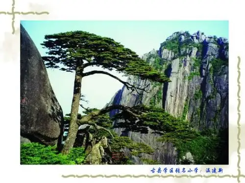 小学语文2018年苏教版二年级上册PPT课件 第五单元 青松