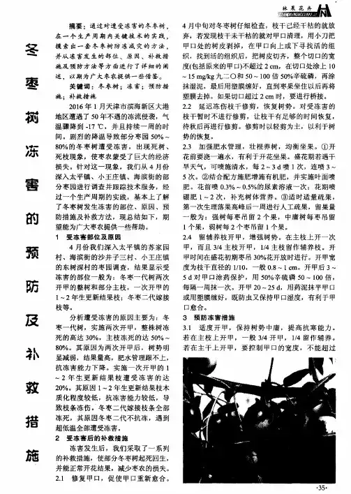 冬枣树冻害的预防及补救措施