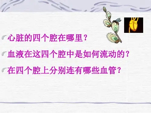血液的循环的途径课件