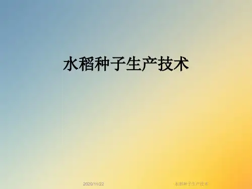 水稻种子生产技术