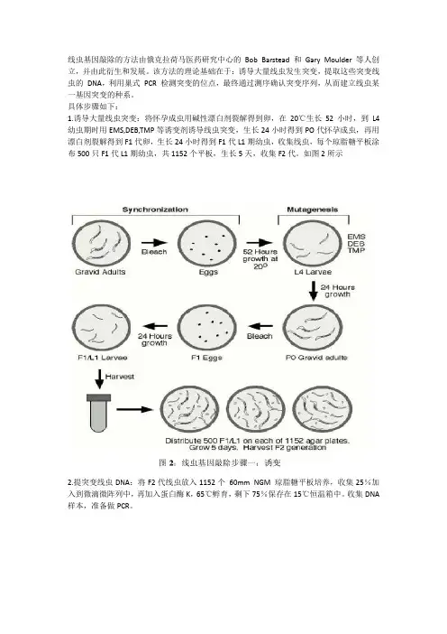 基因敲除