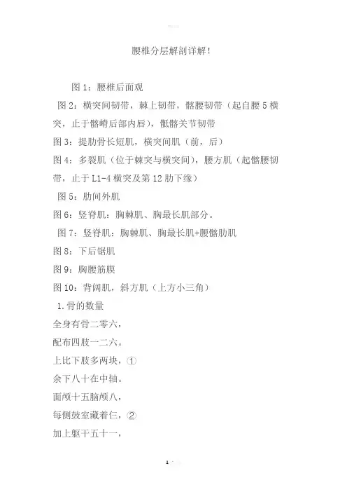 腰椎分层解剖详解