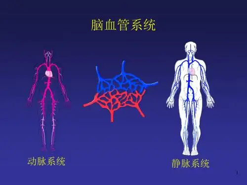 脑血管解剖 PPT课件