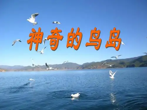 神奇的鸟岛 PPT课件2