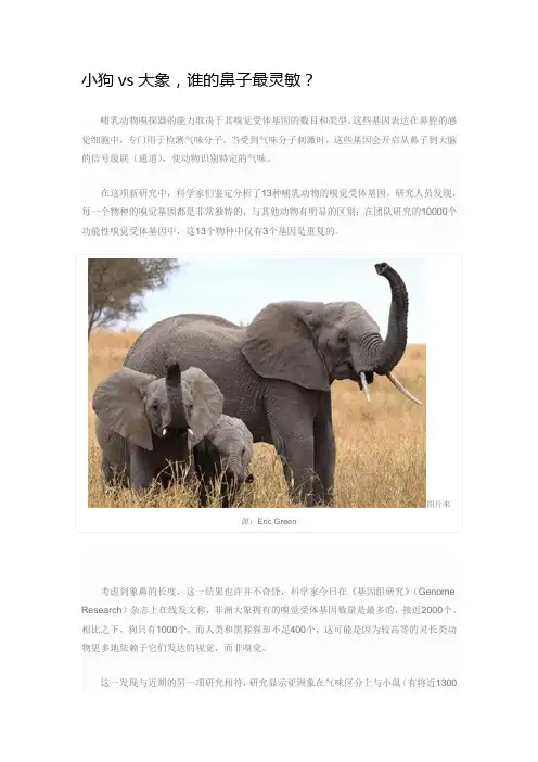 小狗vs大象,谁的鼻子最灵敏