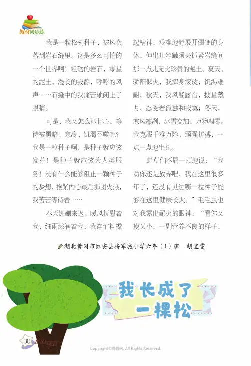 我长成了一棵松