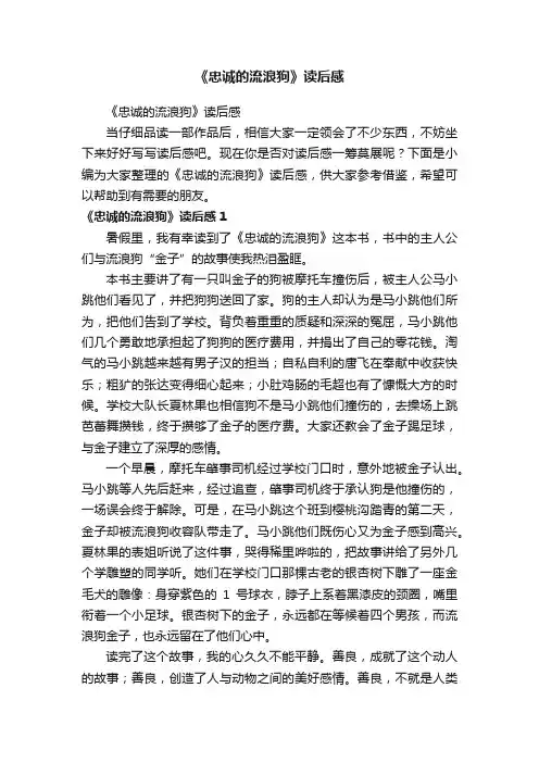 《忠诚的流浪狗》读后感