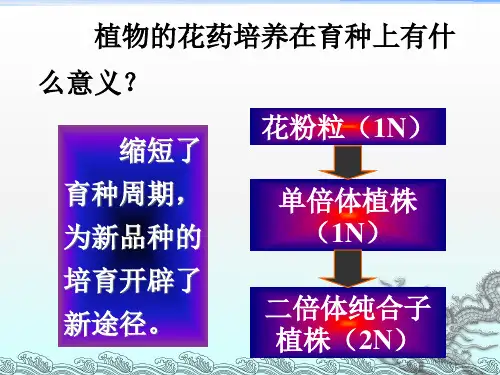高中生物课件被子植物的花粉发育