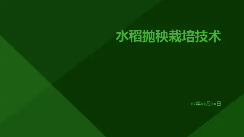 水稻抛秧栽培技术