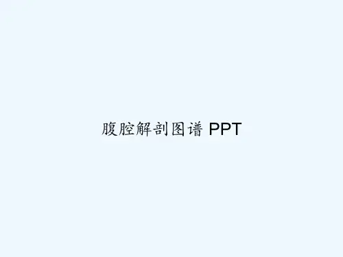 腹腔解剖图谱 PPT