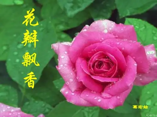 三年级语文花瓣飘香