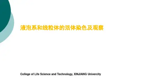 液泡系和线粒体的活体染色及观察