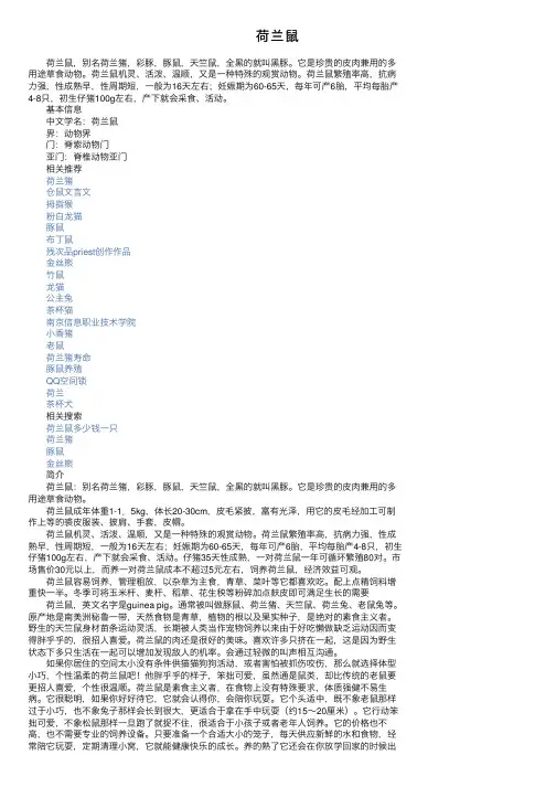 荷兰鼠——精选推荐