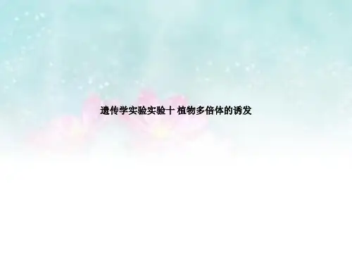 遗传学实验实验十 植物多倍体的诱发