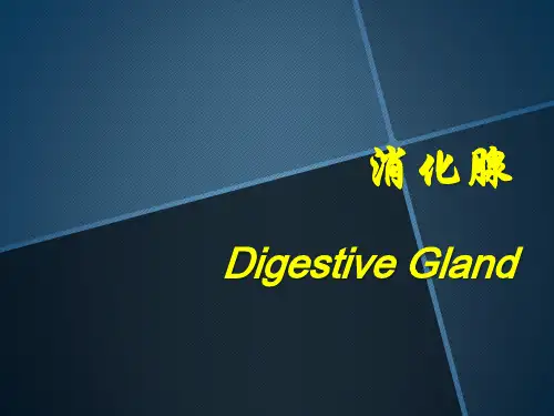 消化腺PPT