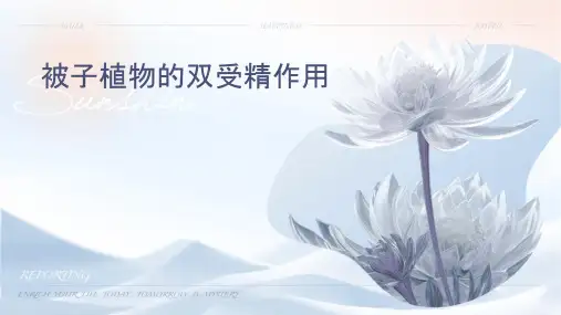 被子植物的双受精作用课件