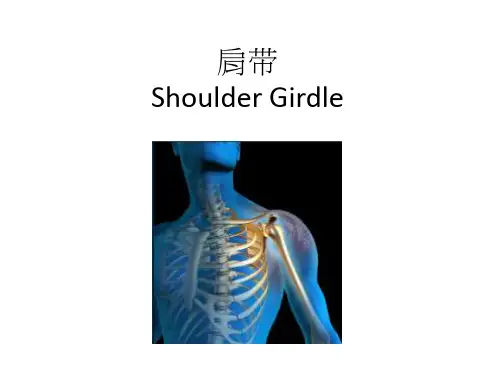 肩关节解剖